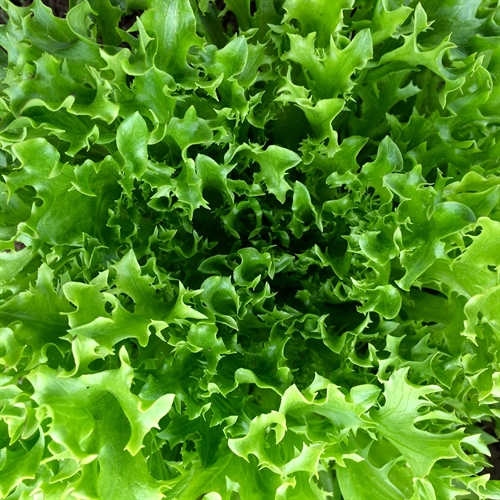 Salat, grøn frillice